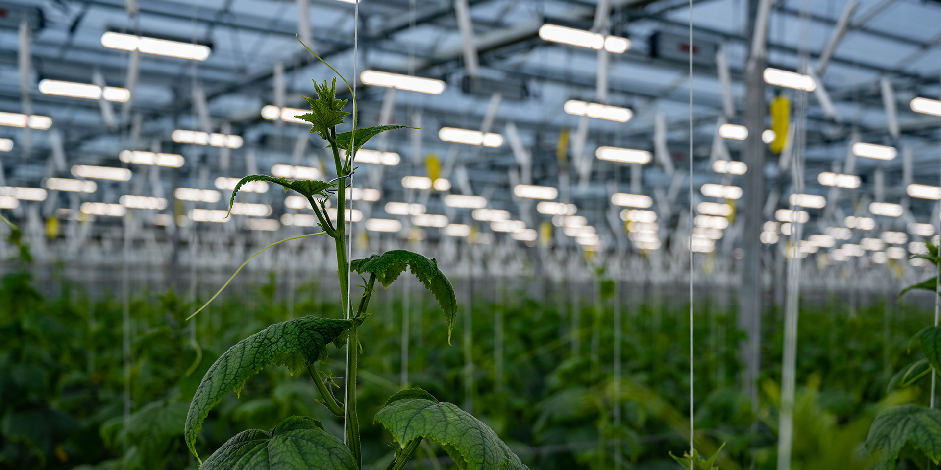 n-light-led_lighting Case Studies