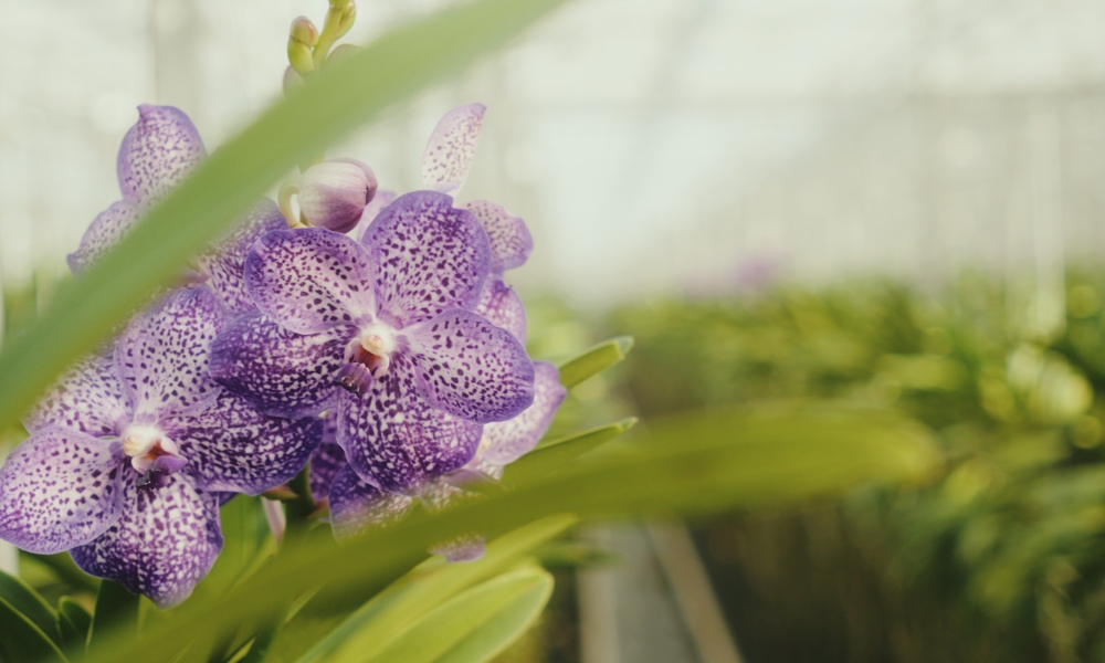 Ansu-orchids Blog Posts
