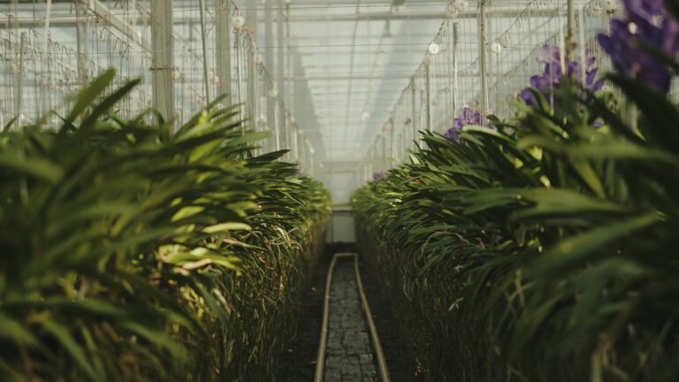 ansu-horticulture-lighting-768x432 Ansu Orchids