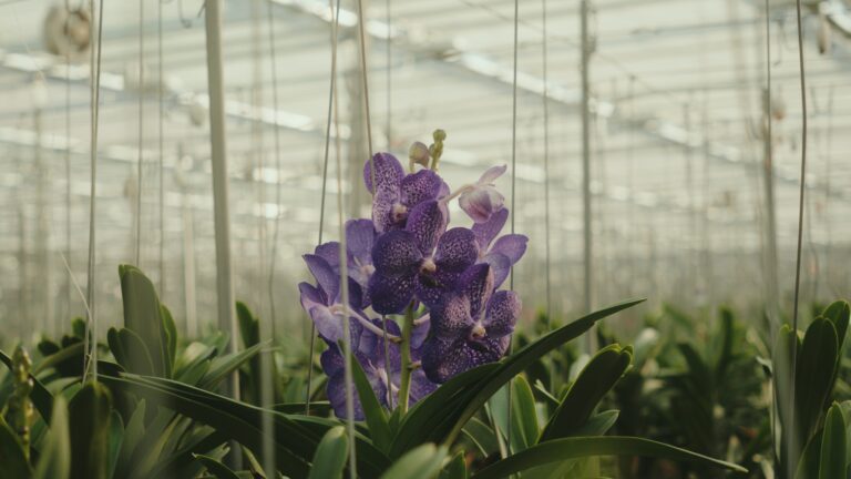 ansu-horticulture_lighting-768x432 Ansu Orchids