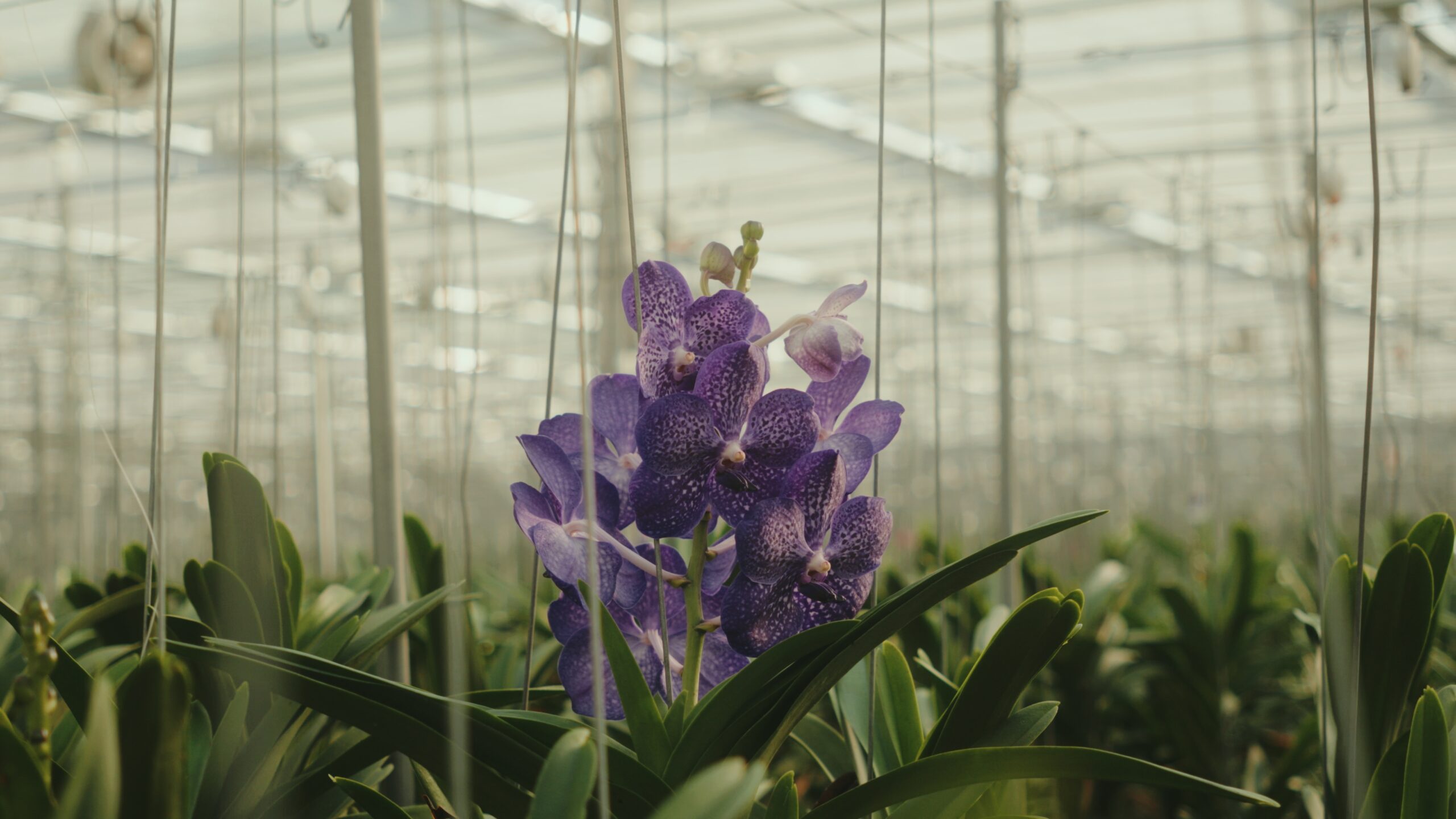 ansu-horticulture_lighting-scaled Case Studies