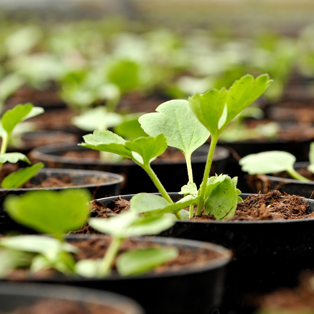 floritec-thumbs Installation Packages | NLight