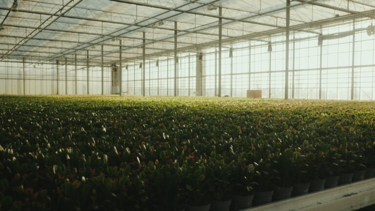 hofland-led-horticulture_lighting-768x432 Hofland