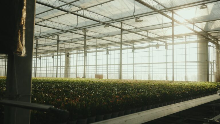 hofland_horticulture-lighting-768x432 Hofland