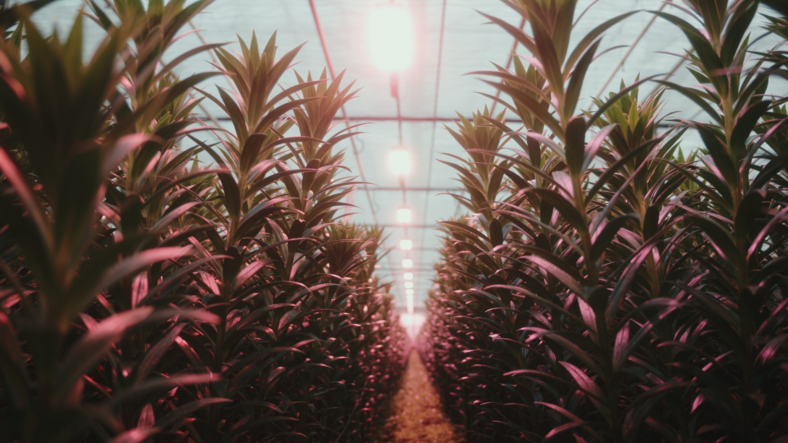 NLight opent Nederlands hoofdkantoor om Europese groei en innovatie op het gebied van kasverlichting te versnellen
