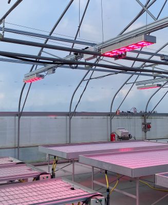 NLight Projects: Innovative LED Solutions for Greenhouses
