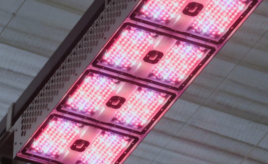 NLight Projects: Innovative LED Solutions for Greenhouses